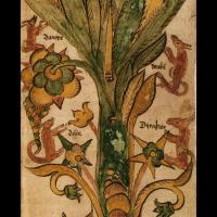 Les 4 cerfs de l’Yggdrasill (image extraite d’un manuscrit islandais du XIIIème siècle)