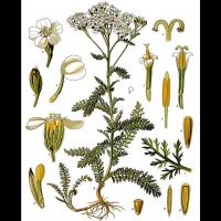 Achillea millefolium