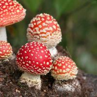 Amanita muscaria