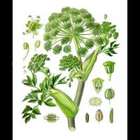 Angelica archangelica