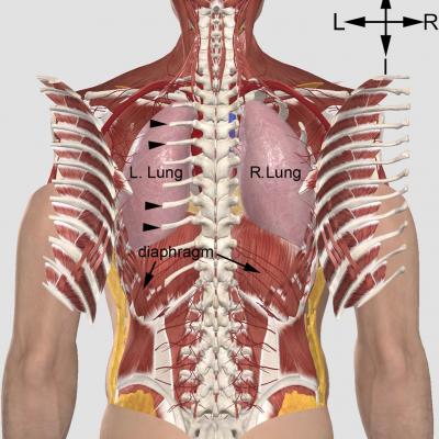 Vue du thorax avec 2 versions de fractures des côtes dans l'exécution du supplice de l'aigle de sang - Illustration: 3D4Medical - Luke John Murphy /Université d'Islande