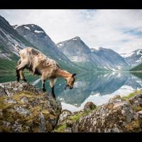 Une chèvre dans un fjord en Norvège
