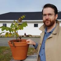 Octobre - Un arbre en voie de disparition permettrait de relier le Vinland des Vikings au Nouveau-Brunswick, d'après un historien amateur. Parmi ces trois espèces menacées au Canada, de quelle essence s'agit-il?