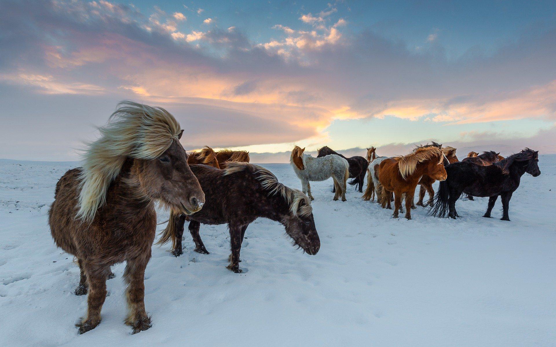 Chevaux islandais