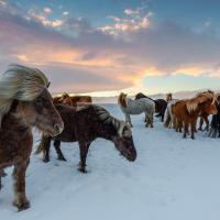 Chevaux islandais