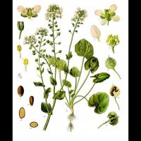 Cochlearia officinalis