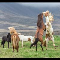 Combat de chevaux islandais