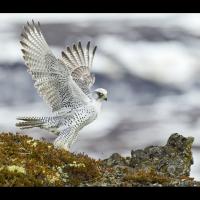 Le faucon gerfaut - Photo: Daniel Bergmann