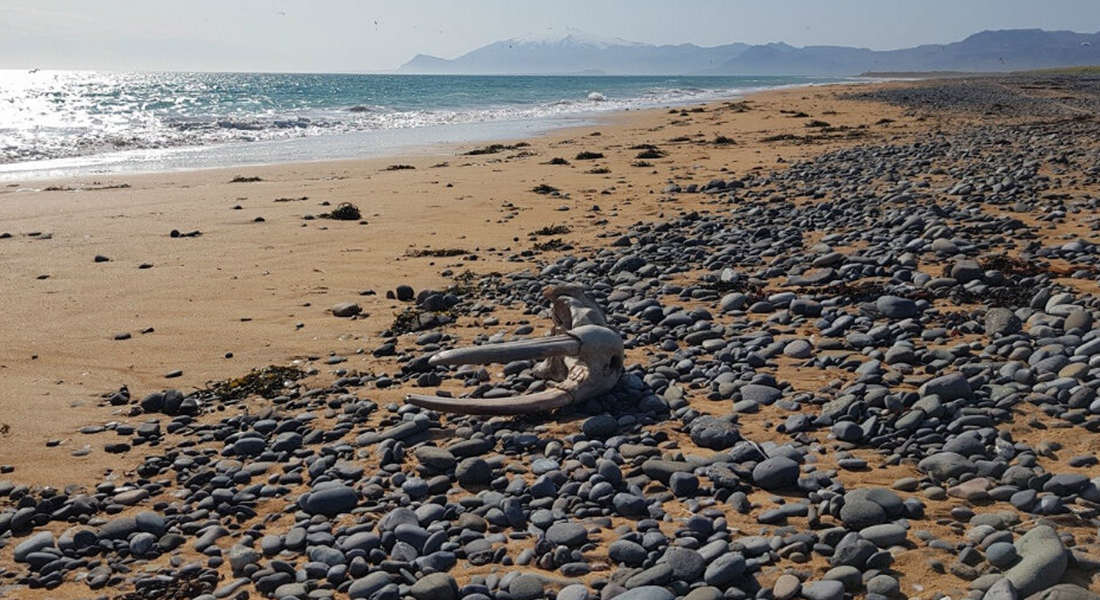 Islande - Crâne de morse déposé par l'océan sur le littoral de la côte sud de Snæfellsnes - Photo: Hilmar J. Malmquist