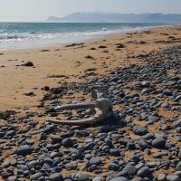 Islande - Crâne de morse déposé par l'océan sur le littoral de la côte sud de Snæfellsnes - Photo: Hilmar J. Malmquist