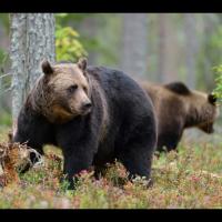 L'ours brun