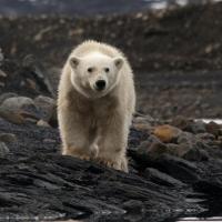 L'ours polaire (Ursus maritimus) - Photo: Two in the blue