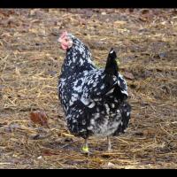 La poule de Gournay