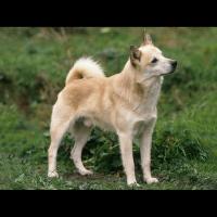 Le Buhund norvégien, la plus ancienne race de chien de berger nordique connue