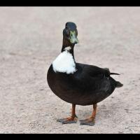 Le canard des Shetlands