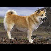 Le Chien de Berger islandais, arrivé en Islande en 874