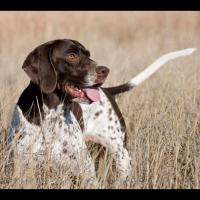 Le Gammel Dansk Hønsehund, ou chien d'arrêt danois ancestral