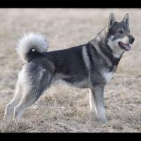 Le Jämthund, ou Elkhound suédois