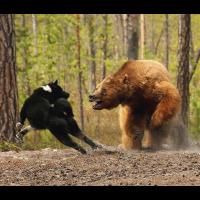 Le Karelsk Björnhund en suédois, ou Chien d'ours de Carélie