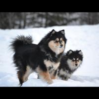 Le Lapphund ou chien suédois de Laponie, de type spitz, est l'une des plus vieilles races de chiens, élevée par les Samis pour garder les troupeaux de rennes