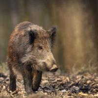 Le sanglier (sus scrofa)