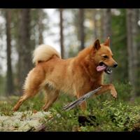 Le Spitz finlandais