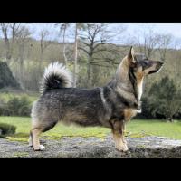 Le Vallhund suédois, chien de berger des troupeaux de bétail - Photo: Jane