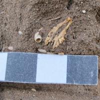 Madère - Squelette de souris trouvé à Ponta de São Lourenço datant de l'Âge Viking - Photo: SCIC