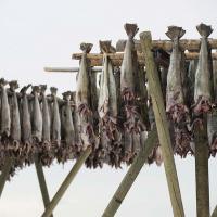 Morues séchées à l'air libre et conservées par le froid à Lofoten, Norvège - Photo: Olaf Kruger