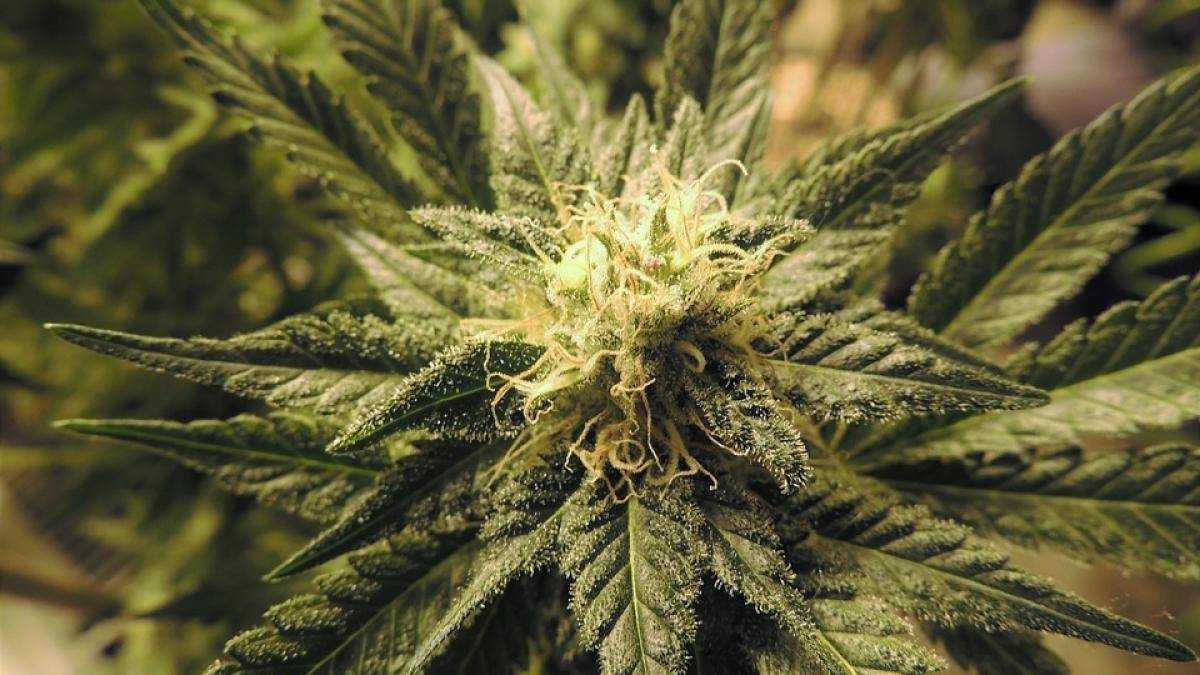 Norvège - Du cannabis et des svastikas dans la sépulture d'Oseberg