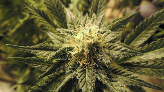 Norvège - Du cannabis et des svastikas dans la sépulture d'Oseberg