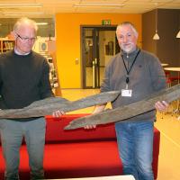 Norvège -  L'architecte Roald Landøy et l'archéologue Lars Øyvind Birkenes tenant les deux pièces de bois de l'Âge Viking - Photo: municipalité du Hordaland