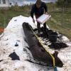 Norvège - La barque découverte à Froland pourrait dater de l'Âge Viking - Photo: Yvonne F. Willumsen