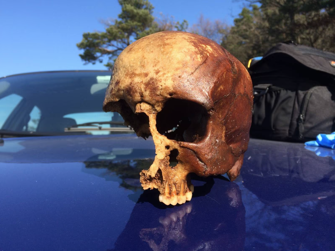 Norvège - Le crâne d'une jeune femme de l'Âge Viking découvert par hasard dans l'estuaire de la Lunde - Photo: Ghattas Sayej
