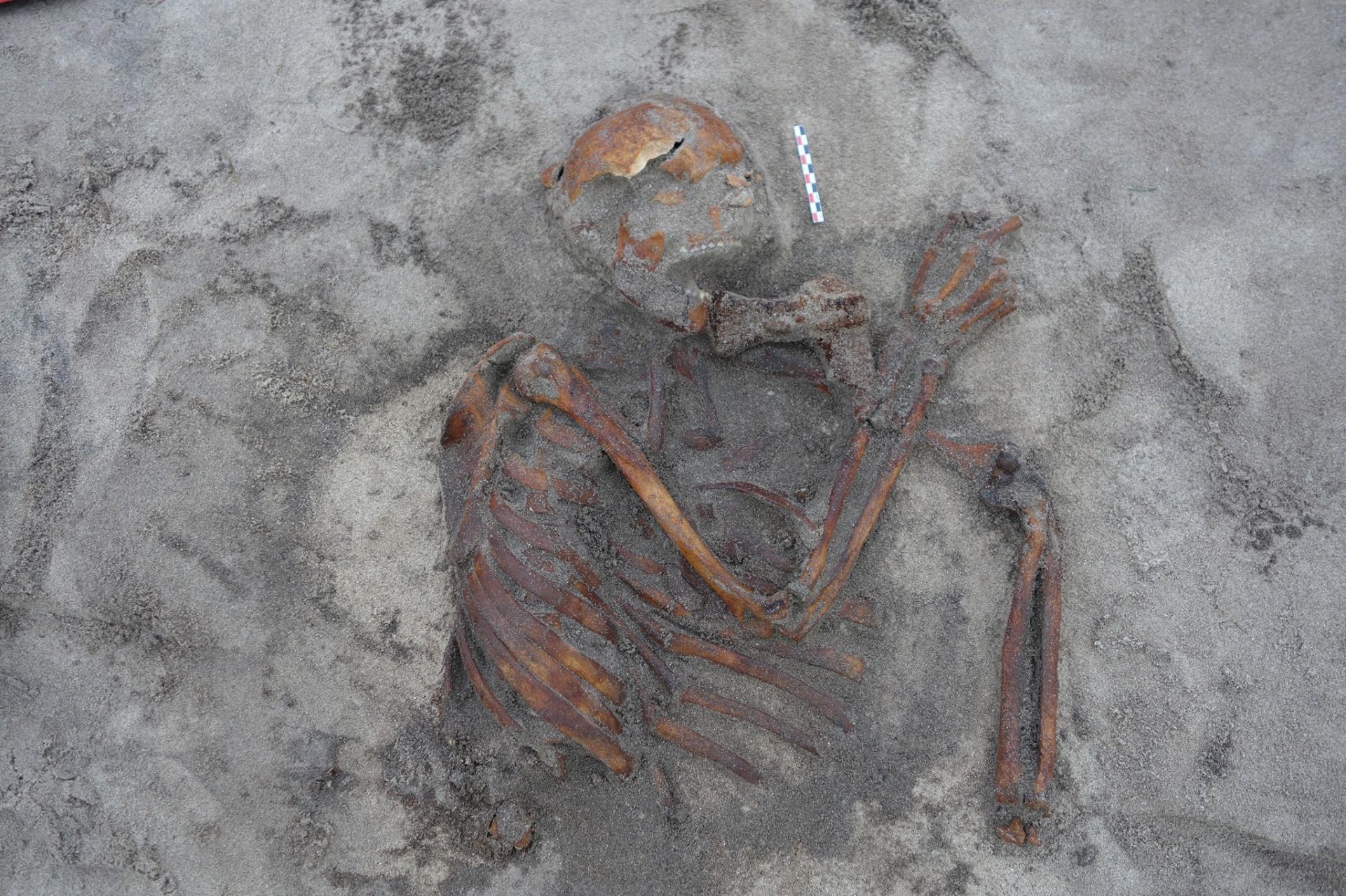 Norvège - Le squelette découvert à Gimsøya et sa hache étrangement placée - Photo: Musée universitaire de Tromsø