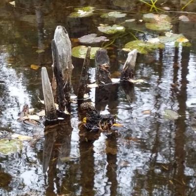 Norvège - Piège à poissons de l'Âge Viking trouvé à Sysle - Photo: Bernt- Egil Tafjord