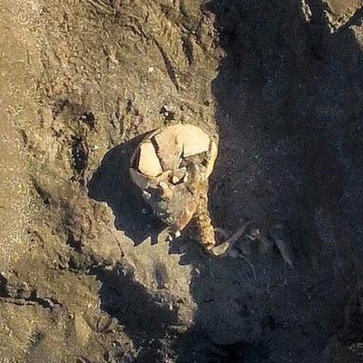 Norvège - Un bateau tombe et un squelette du début de l'Âge Viking découverts par un fermier sur l'île de Jøa - Photo: Musée des Sciences NTNU
