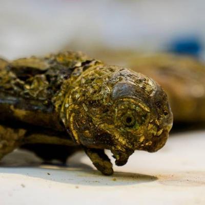 Norvège - Une tête d'animal se trouve à chaque extrémité de la garde de l'épée viking découverte près de Stavanger - Photo: Thomas Ystrom / NRK