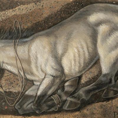 Pays baltes - Reconstitution d'un dépôt sacrificiel de cheval à Paprotki Kolonia, en Pologne - Illustration: Mirosław Kuzma