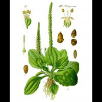 Plantago major