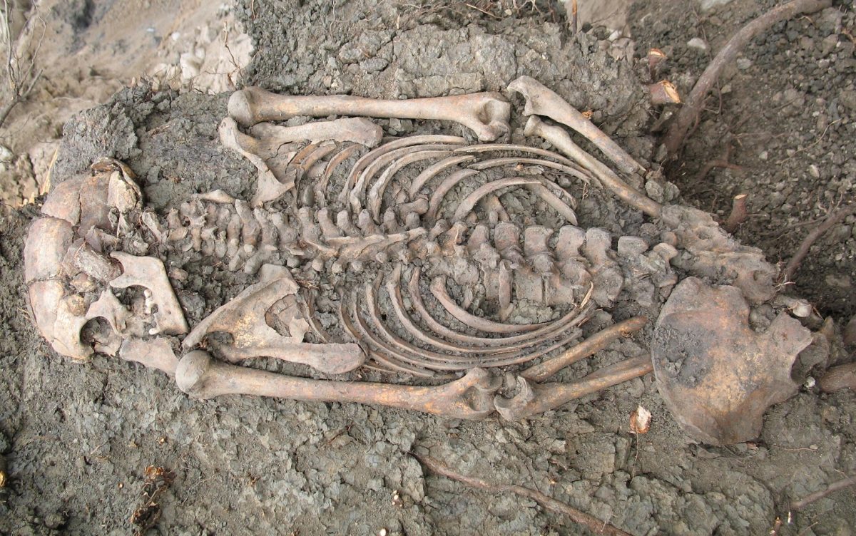 Suède - Squelette d'un homme adulte du XIème siècle découvert à Sigtuna en 2018, entre les racines d'un arbre - Photo: Musée Sigtuna