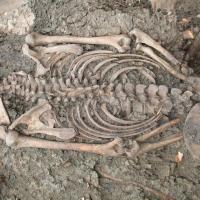 Suède - Squelette d'un homme adulte du XIème siècle découvert à Sigtuna en 2018, entre les racines d'un arbre - Photo: Musée Sigtuna