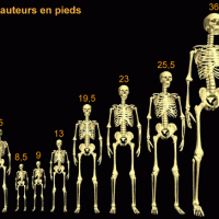 Richard H. Steckel a mené une recherche sur l'évolution depuis 1000 ans de la taille moyenne en Europe du Nord,