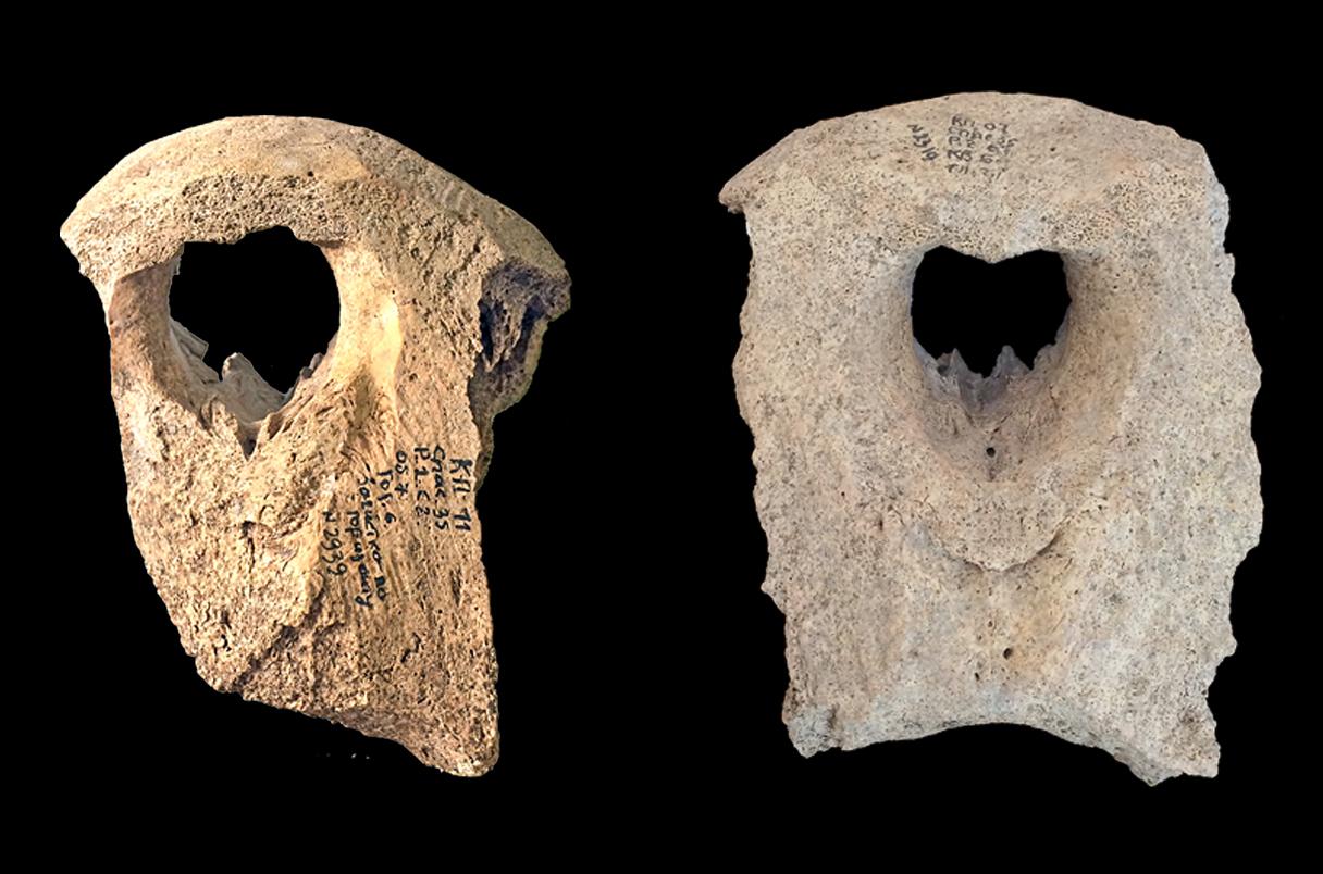 Ukraine - Fragments de crânes de morses découverts à Kiev, probablement jetés pour ne conserver que l'ivoire des défenses - Photo: James H. Barrett et Natalia Khamaiko